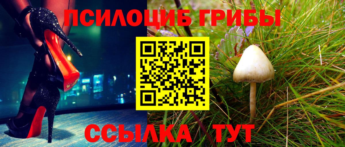 Галлюциногенные грибы Psilocybe Котовск